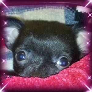 Meet your Posher, Polly